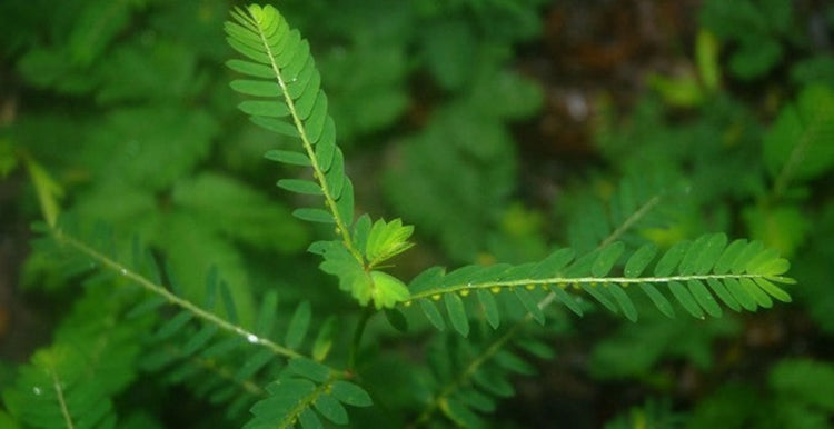 The Petz Kitchen *Urinary Infection & Inflammation Support*