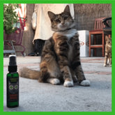 Smokey's Stash Premium Catnip Spray Bottle - Natural Cat Attractant for Playful Felines
