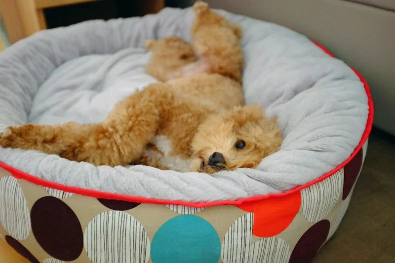dog bed sizes guide