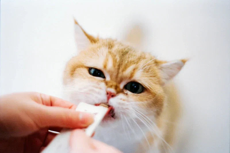 Feeding a cat with the right cat supplements