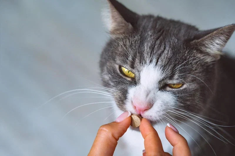 Giving an Adult Cat Skin and Coat Supplements