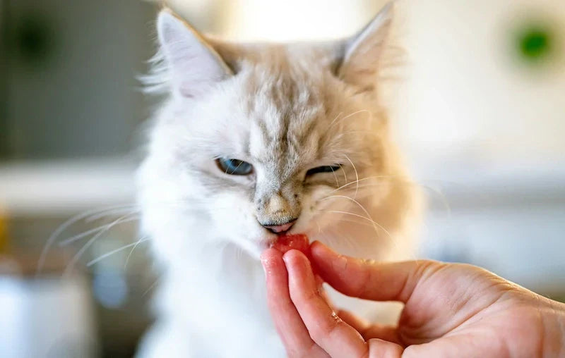 Improving cat's digestive health with the right food and supplements