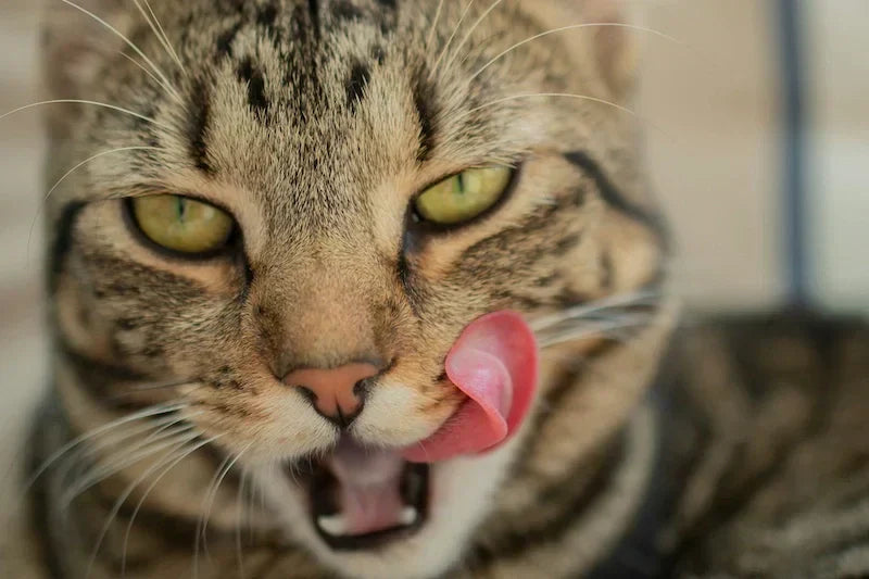 Supplements for Aging Cats Boost Their Health