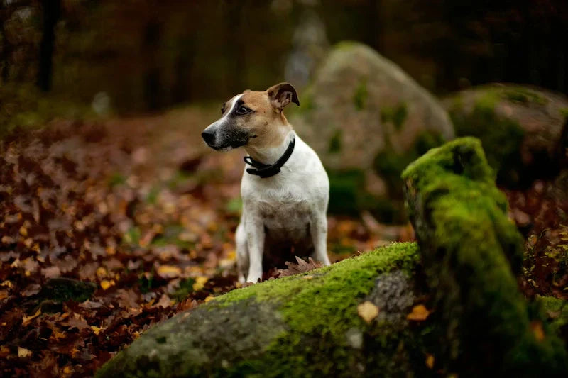 How a Calming Dog Collar Can Help with Your Pup's Stress