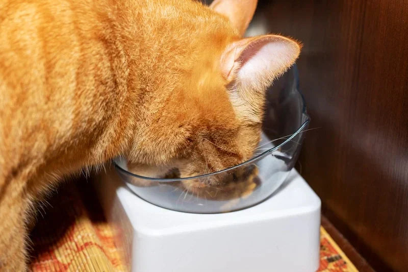 cat eating from a raised cat food bowl