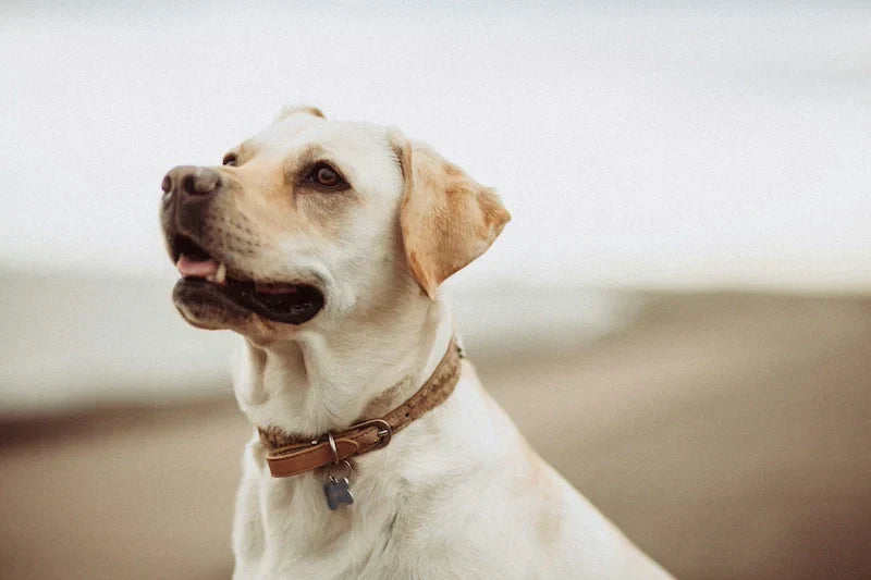 dog collar choosing guide
