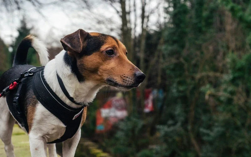 dog harness vs collar
