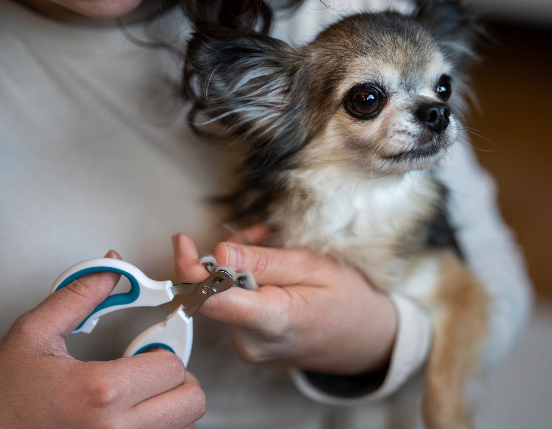 The Importance of Grooming Your Pet’s Nails: Why Regular Trimming Matters