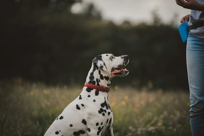 Dog Collar Size: Why It Matters And How to Find the Right Fit