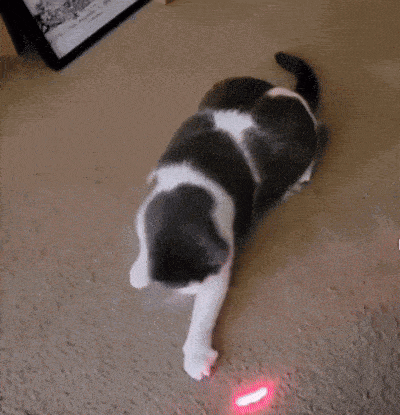 Why Do Cats Love Laser Pointers? The Fascinating Science Behind the Obsession