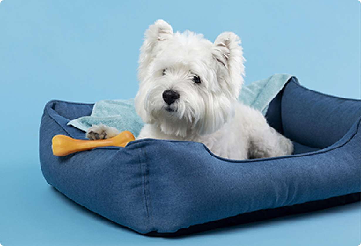How Can We Help Our Pets Adjust After Moving To A New Home?