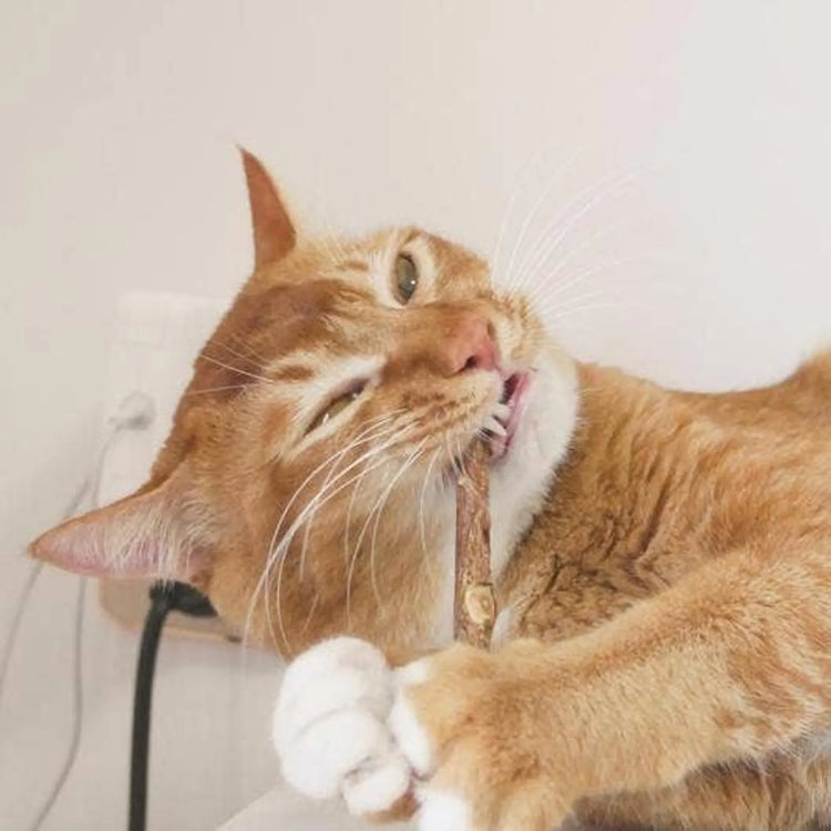 Cat Dental Care & Chews