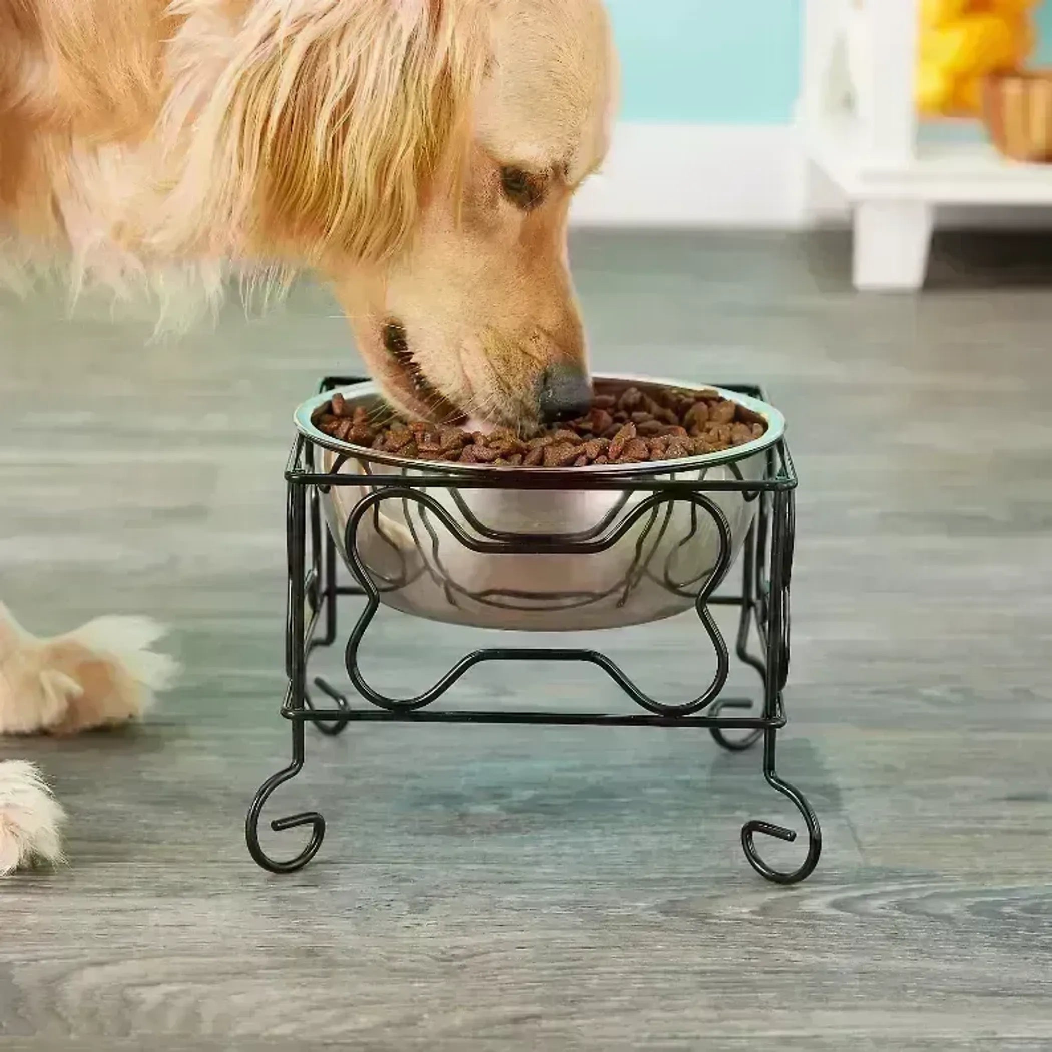 Dog Bowls & Feeders