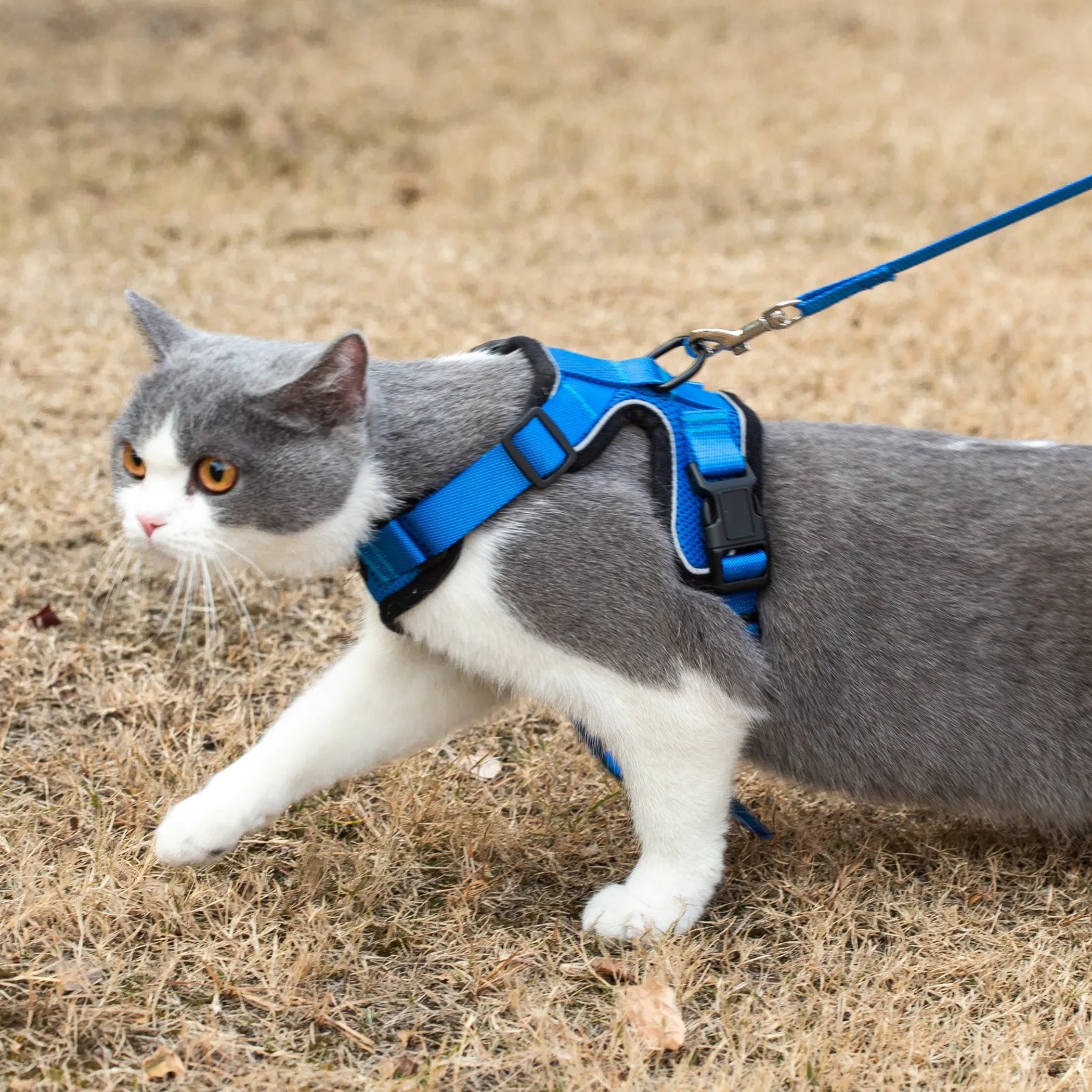 Cat Harnesses