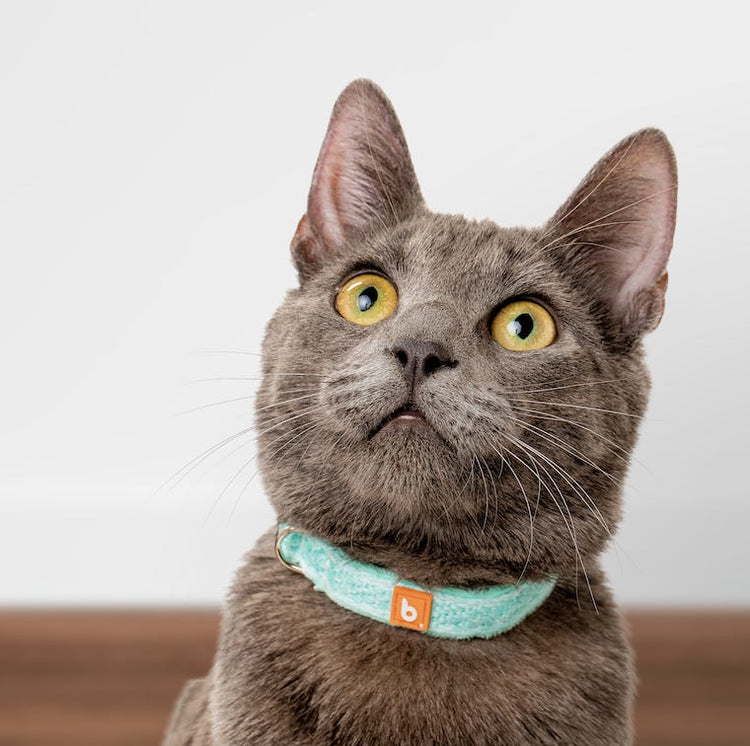 Cat Collars & Leashes