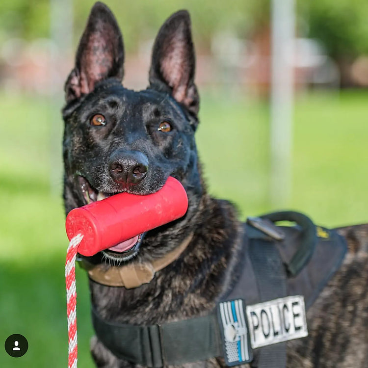 Dog Toys