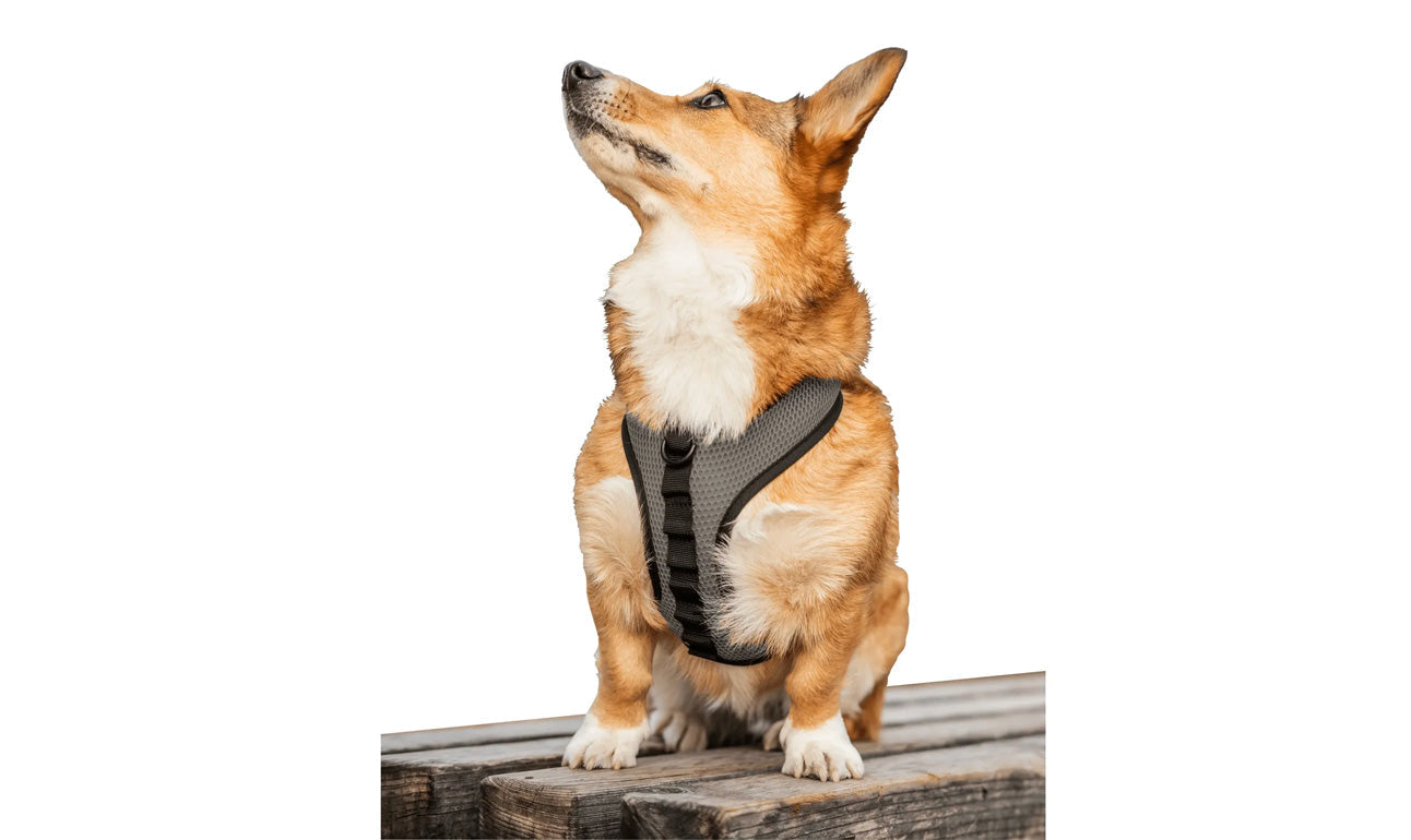 Dog Harnesses