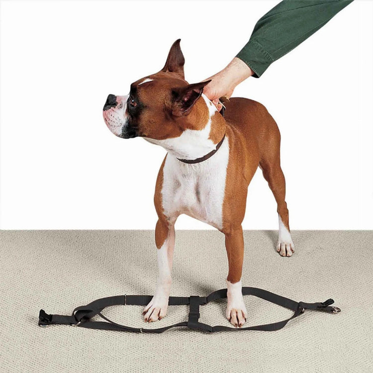 CC Nylon 2 Step Harness 15-25In