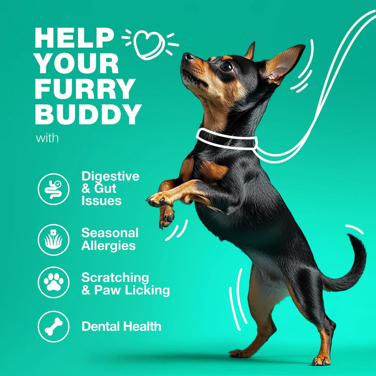 Probiotics for Dogs Gut Health Digestion