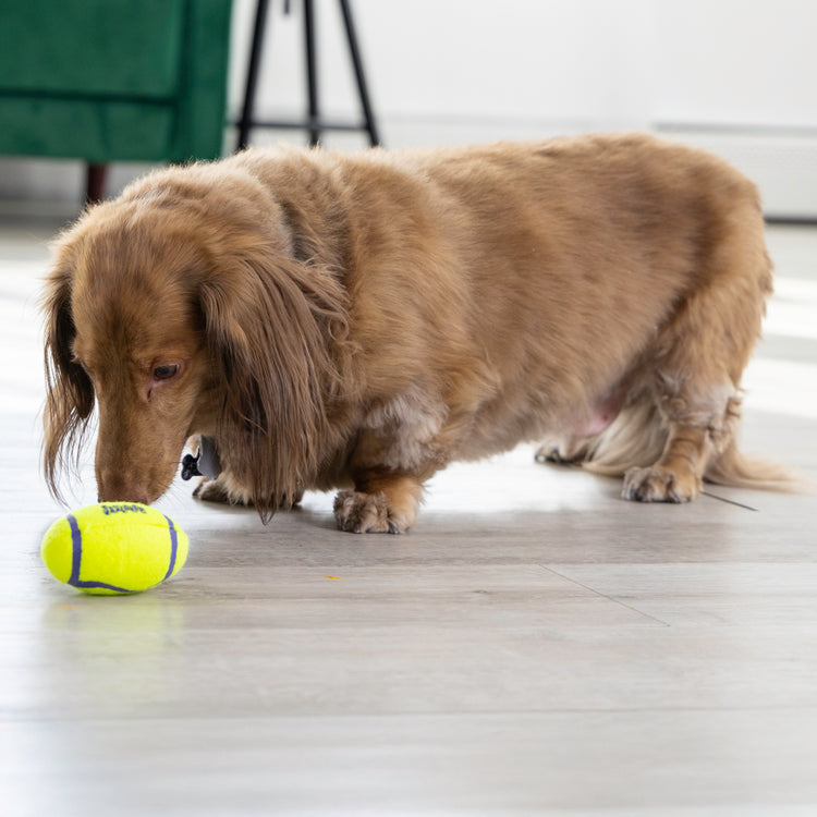 KONG® AirDog® Squeaker Football Fetch Toy - Durable and Fun Playtime for Dogs