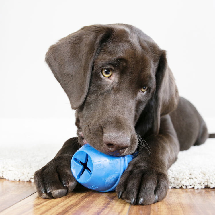 KONG® Genius™ Leo Enrichment Dog Toy - Assorted Colors for Maximum Canine Fun