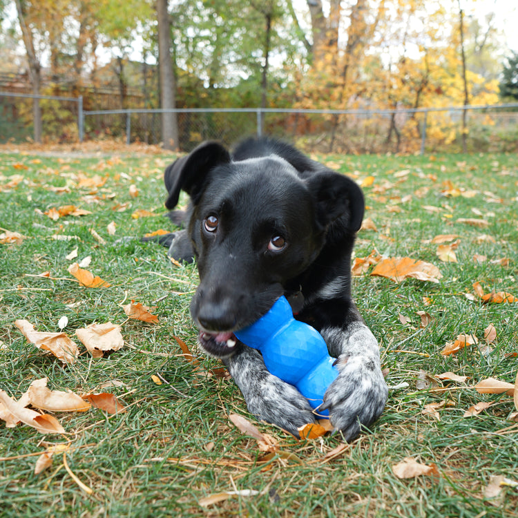 KONG® Genius™ Mike Enrichment Dog Toy - Interactive Fun for All Dogs (Assorted Colors)