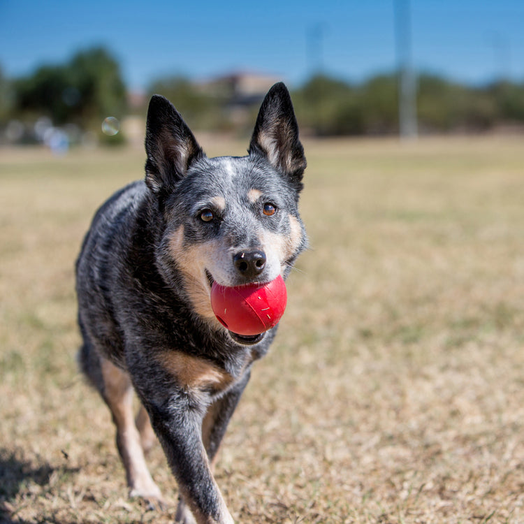 "Durable KONG® Ball with Hole Dog Fetch Toy: Perfect for Active Play & Chewing