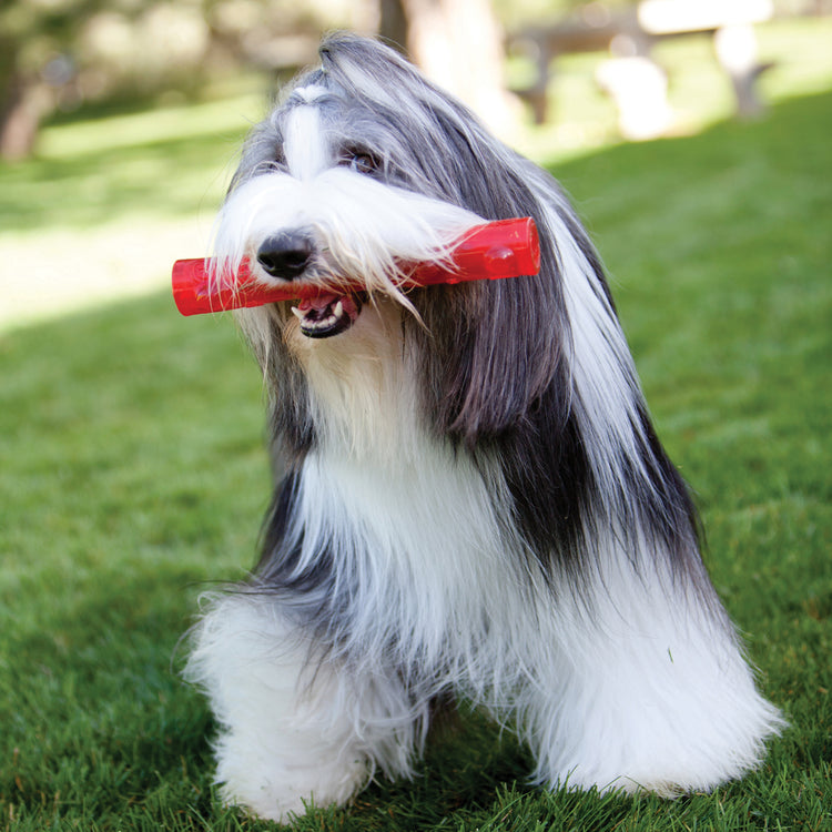 KONG(R) Squeezz Stick Dog Chew Toy Assorted