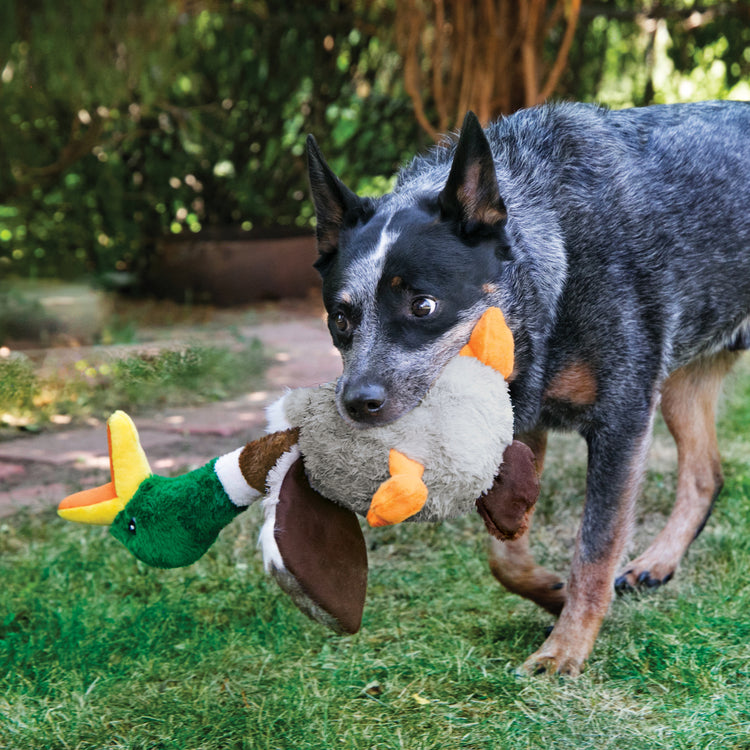 Interactive Fun with KONG® Shakers™ Honkers Duck Dog Toy